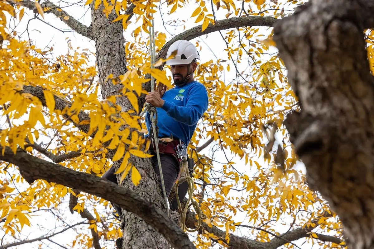 Skilled Storm Damage Cleanup crew working in Canute